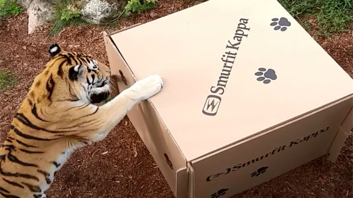 Smurfit Kappa creates toys for feline customers in Poland