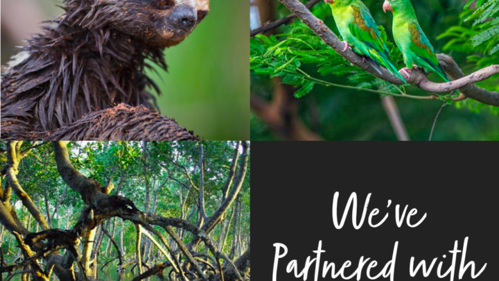 Hybrid Software Group Reduces Carbon Footprint With Ecologi