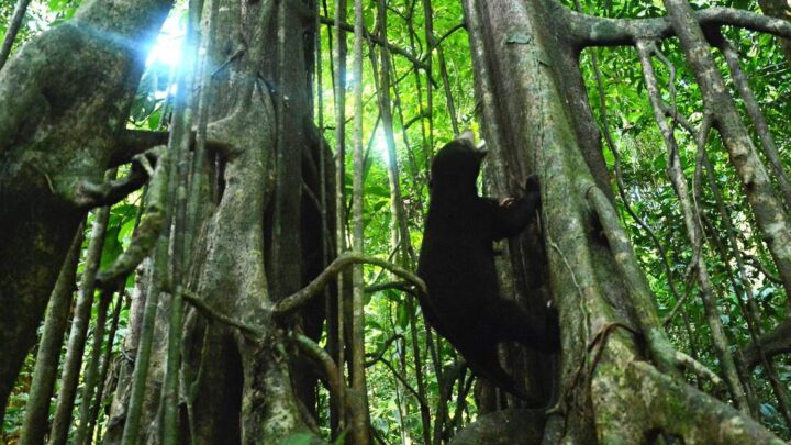 IM group helps make big noise for world’s smallest bear